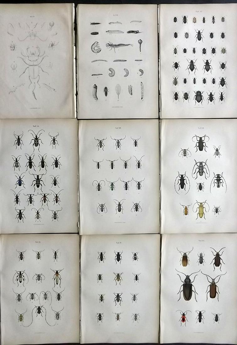 Jager & Calwer 1883 Lot of 9 Hand Col Insect Prints: 7 Hand Colored Lithographs and 2 Uncolored Published 1883, Stuttgart for "Ka?ferbuch; Naturgeschichte der Ka?fer Europas" by C. G. Calwer and Prof. G. Jager. Paper Size: 9 x 6 inch (23 x 15cm) Good Co