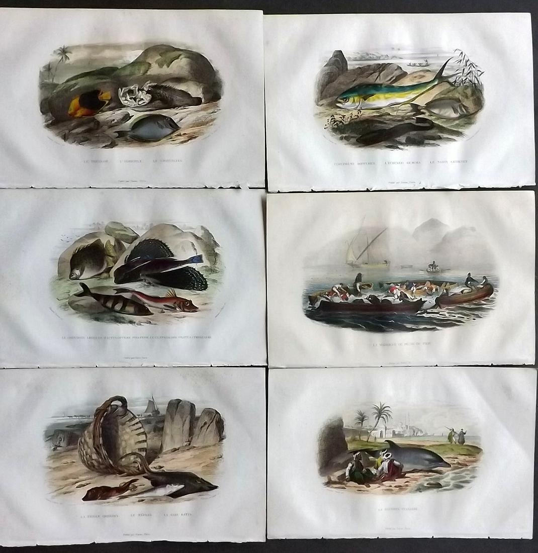 Lacepede, Bernard 1844 Lot of 6 Hand Col Fish Prints (1 of 2)