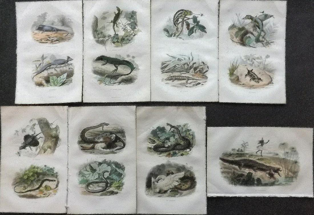 Lacepede, Bernard 1844 Lot of 8 HCol Reptiles Prints (1 of 2)
