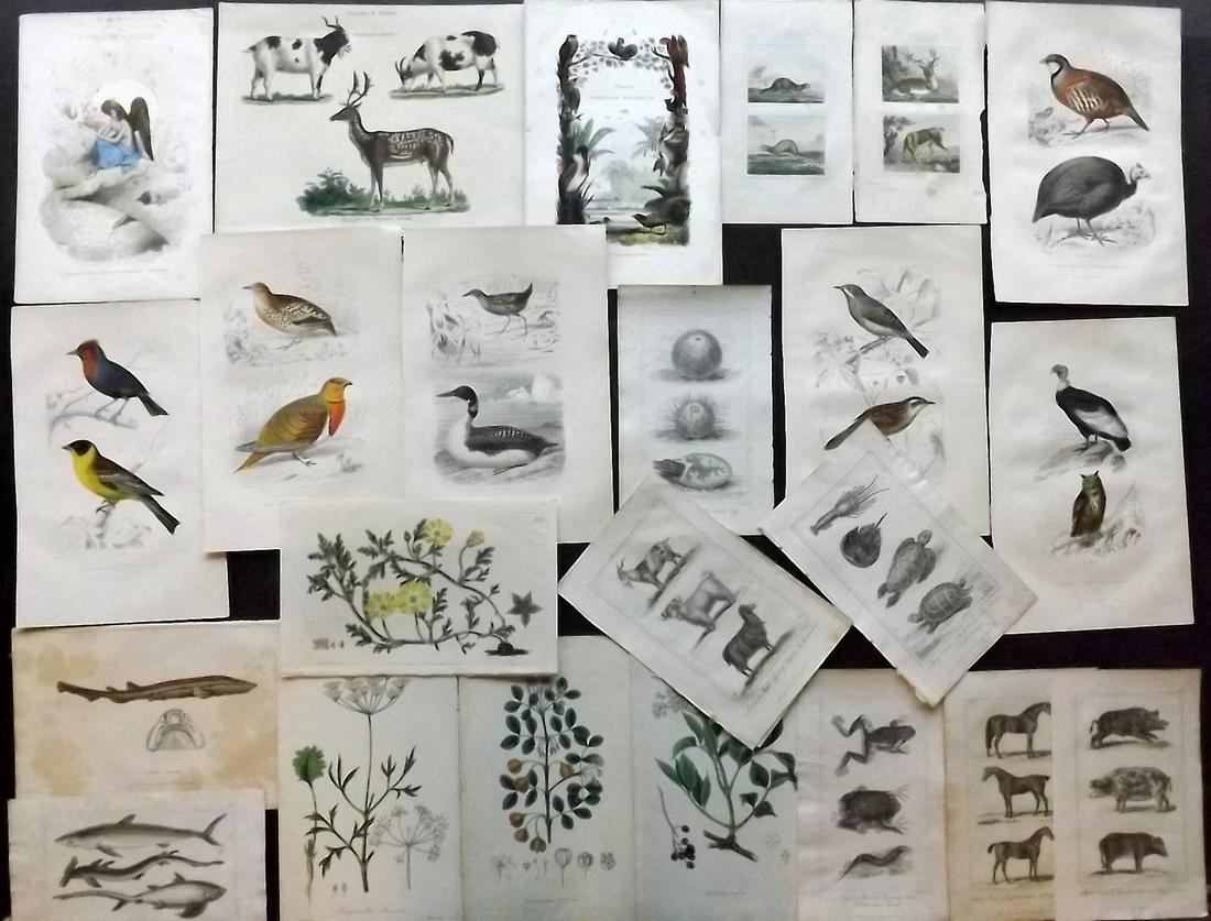 Natural History, Birds & Botanical 19thC. Lot 24 Prints (1 of 5)