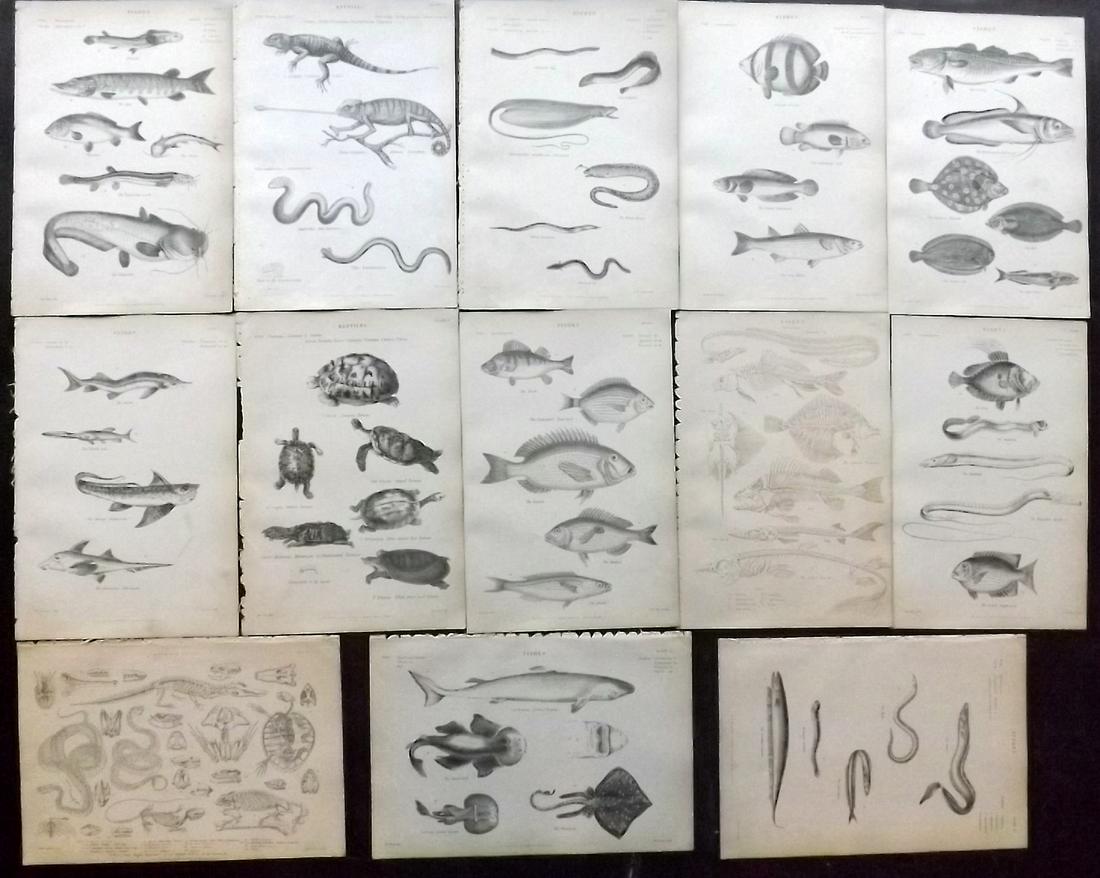 Richardson, John 1862 Lot of 12 Fish & Reptile Prints: Steel Engravings/Etchings Published 1859-62 by William Mackenzie, Edinburgh & London for "The Museum of Natural History" by John Richardson. Paper Size: 10.5 x 7 inch (27 x 18cm) Very minor toning in