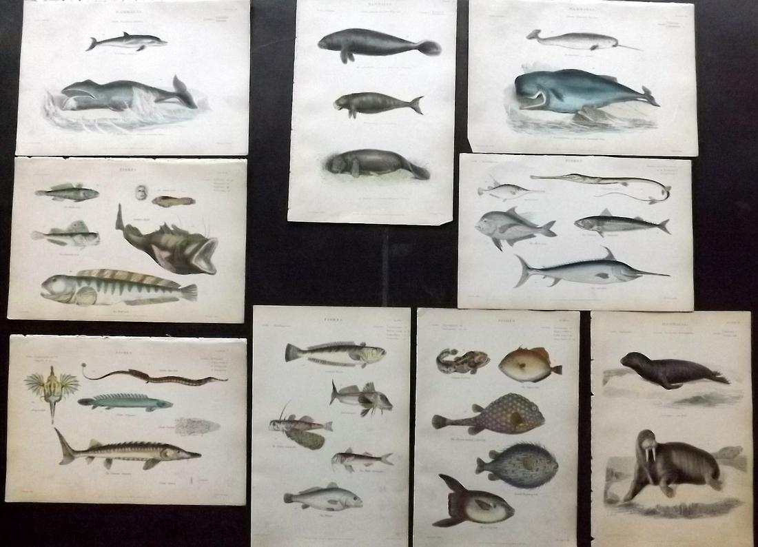 Richardson, John 1862 Lot of 9 HC Fish & Marine: Hand Colored Steel Engravings/Etchings Published 1859-62 by William Mackenzie, Edinburgh & London for "The Museum of Natural History" by John Richardson. Paper Size: 10.5 x 7 inch (27 x 18cm) Very min