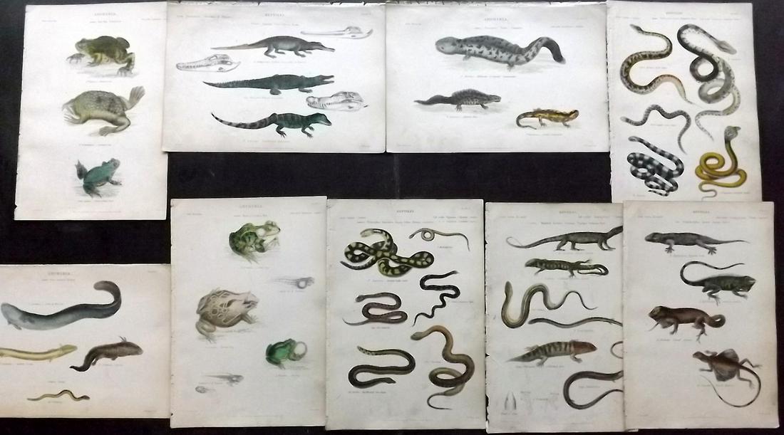 Richardson, John 1862 Lot of 9 HC Reptile Prints: Hand Colored Steel Engravings/Etchings Published 1859-62 by William Mackenzie, Edinburgh & London for "The Museum of Natural History" by John Richardson. Paper Size: 10.5 x 7 inch (27 x 18cm) Very min