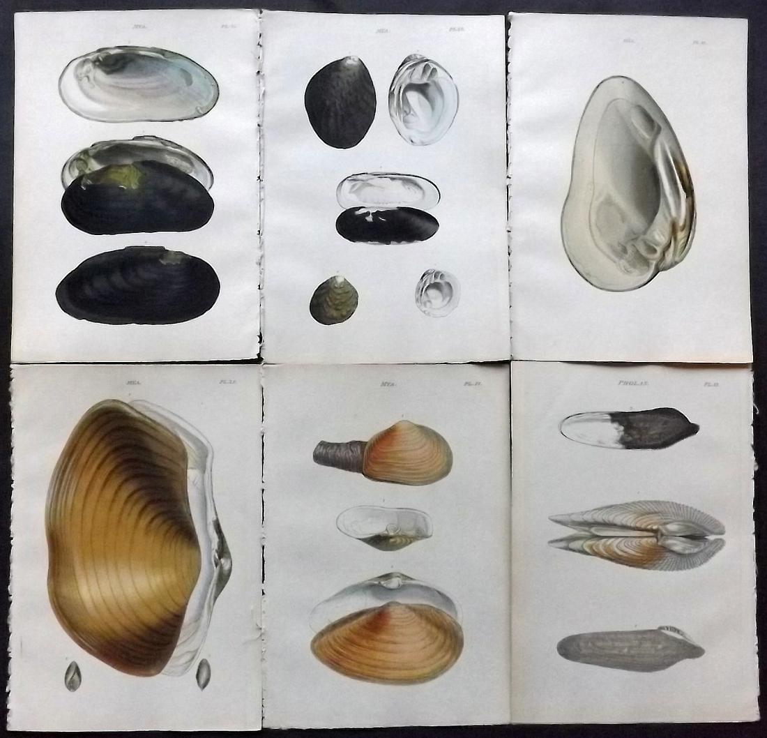Wood, William 1835 Lot of 6 Hand Col Shell Prints (1 of 2)
