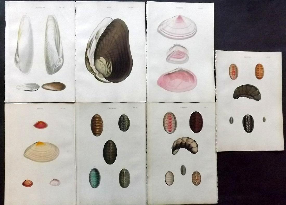 Wood, William 1835 Lot of 7 Hand Col Shell Prints (1 of 2)