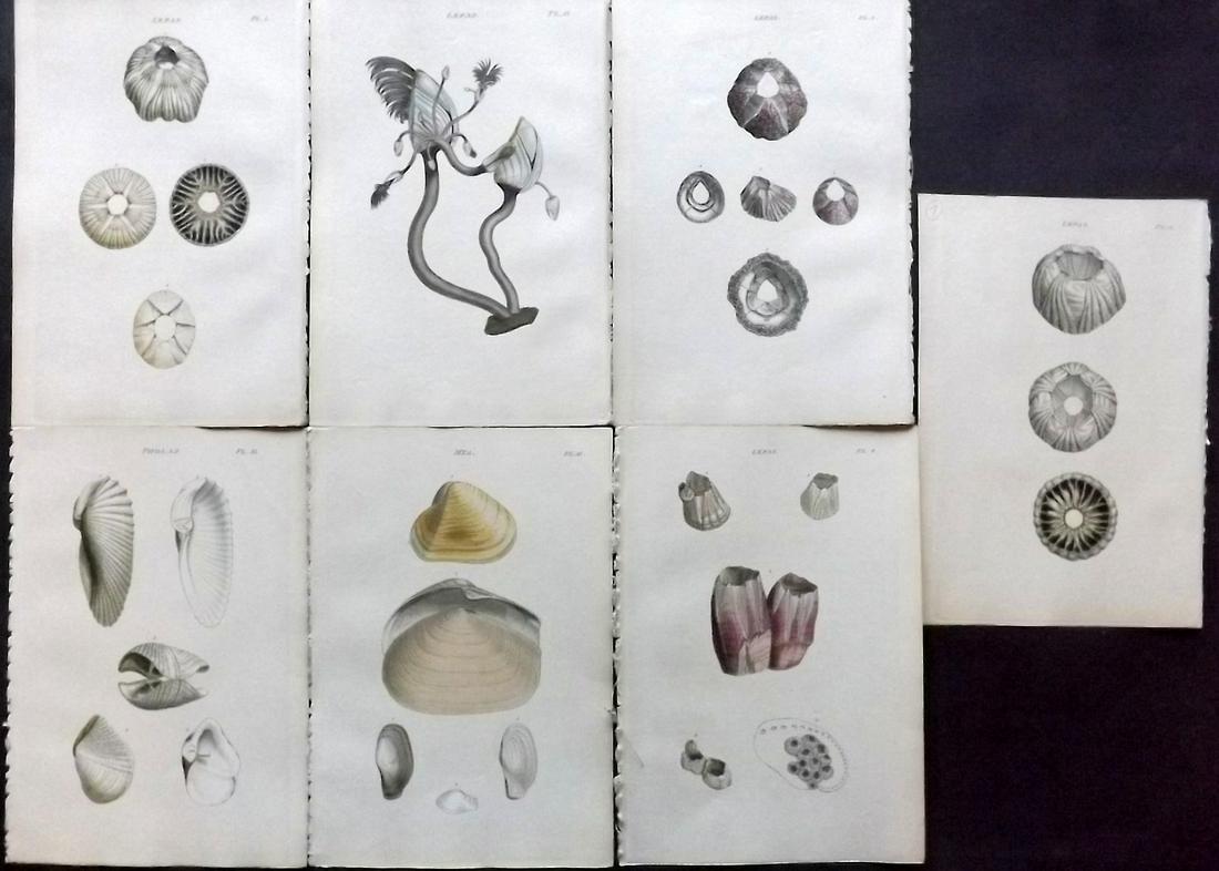 Wood, William 1835 Lot of 7 Hand Col Shell Prints (1 of 2)