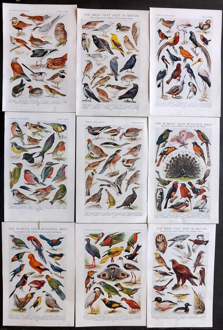 Children's Encyclopedia 1930's Lot of 9 Bird Prints (1 of 2)