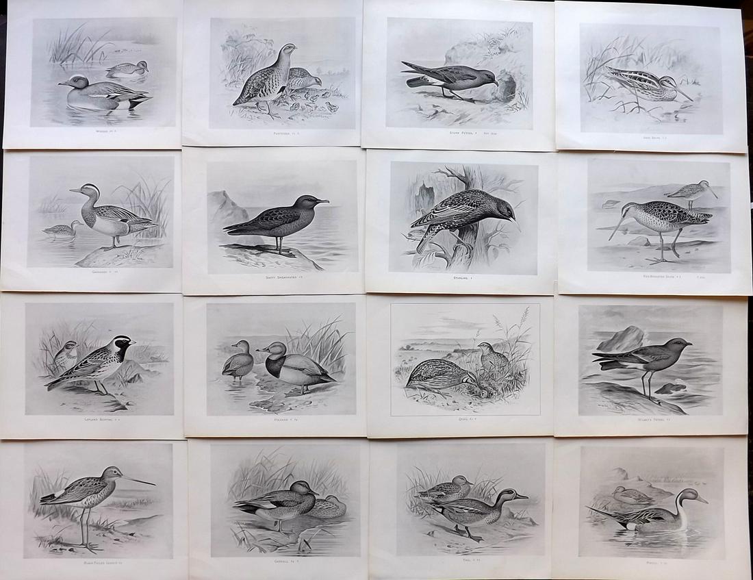 Frohawk, F. 1898 Lot of 16 Antique Bird Prints: Lithographs Published 1896-98, London for "British Birds with their Nests and Eggs" by Arthur G. Butler. Illustrated by Frederick William Frohawk. Paper Size: 12 x 9.5 inch (30 x 24cm) Good Condition