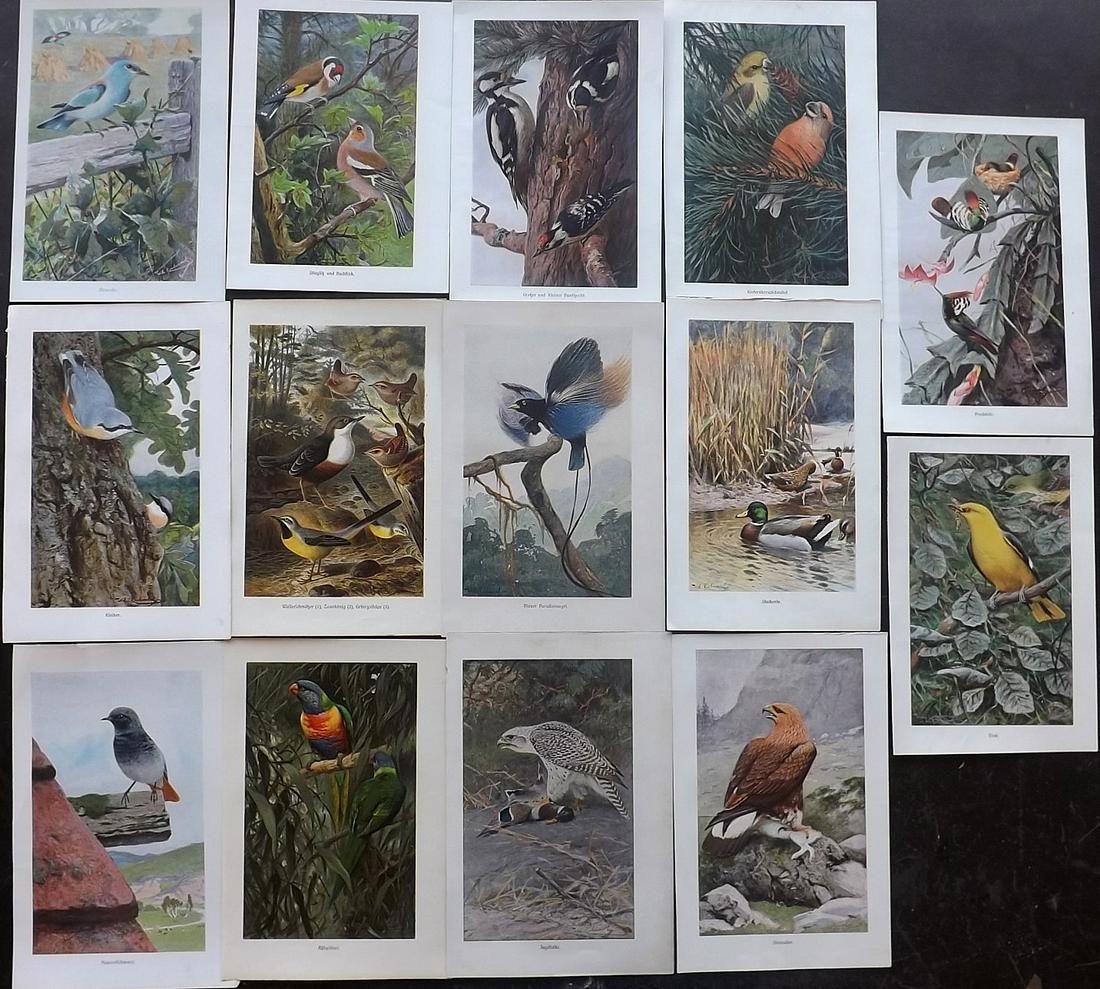 Kuhnert, Wilhelm 1911 Lot of 14 Bird Prints (1 of 2)