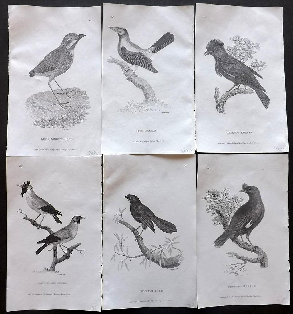 Shaw, George 1808 Lot of 6 Bird Prints: Copper Plates Published 1800-26 by G.Kearsley, London for "General Zoology or Systematic Natural History" by George Shaw. Paper Size: 8.5 x 5.5 inch (24 x 16.5cm) A couple with minor offsetting. Good
