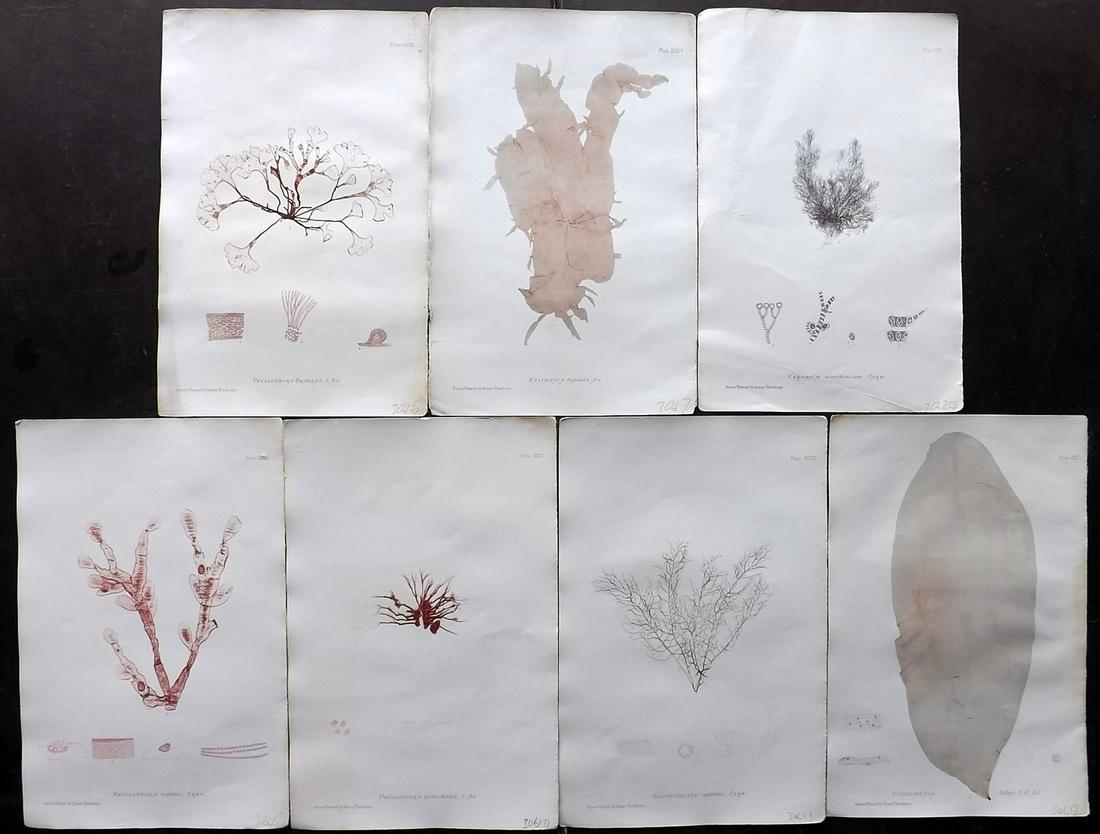 Bradbury, Henry 1859 Lot of 7 Seaweed Prints: Nature Printed Seaweed Prints Published 1859, by Henry Bradbury, London for "The Nature-Printed British Sea-Weeds" by William Grosart Johnstone and Alexander Croall. Paper Size: 9.5 x 6 inch (24 x 15c