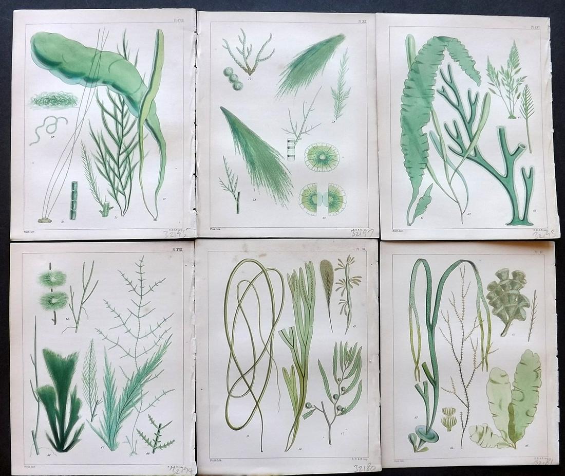 Landsborough, David 1851 Lot of 6 HC Seaweed Prints (1 of 2)