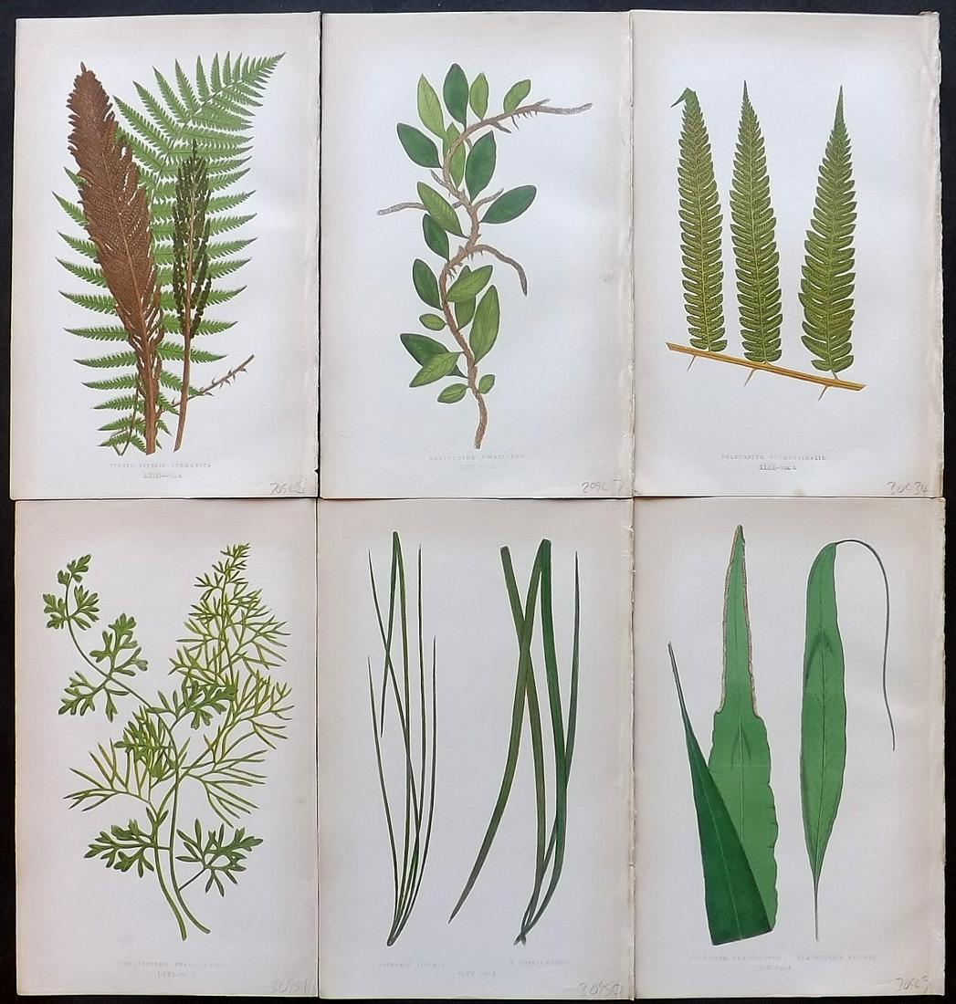 Lowe, Edward 1856 Lot of 6 Antique Fern Prints: Woodblocks Published 1856-60 by Groombridge and Sons, London for "Ferns: British and Exotic" by Edward Lowe. Illustrated by A.F. Lydon. Printed by Benjamin Fawcett. Paper Size: 10 x 6 inch (25 x 15cm)