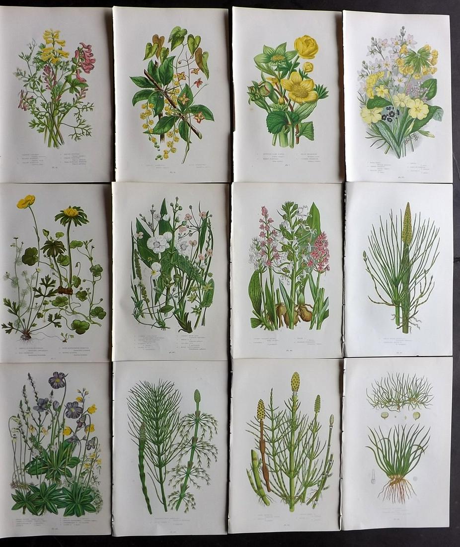 Pratt, Anne 1899 Lot of 12 Botanical Prints: Chromolithographs Published 1899 by Frederick Warne & Co, London for "The Flowering Plants, Grasses, Sedges & Ferns of Great Britain" by Anne Pratt. Paper Size: 9 x 5.5 inch (23 x 14cm) Good Condition
