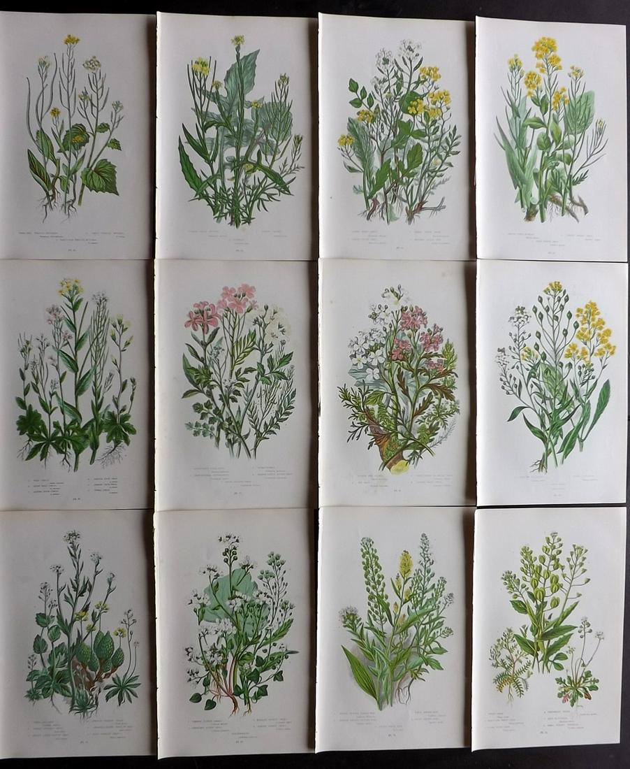 Pratt, Anne 1899 Lot of 12 Botanical Prints: Chromolithographs Published 1899 by Frederick Warne & Co, London for "The Flowering Plants, Grasses, Sedges & Ferns of Great Britain" by Anne Pratt. Paper Size: 9 x 5.5 inch (23 x 14cm) Good Condition