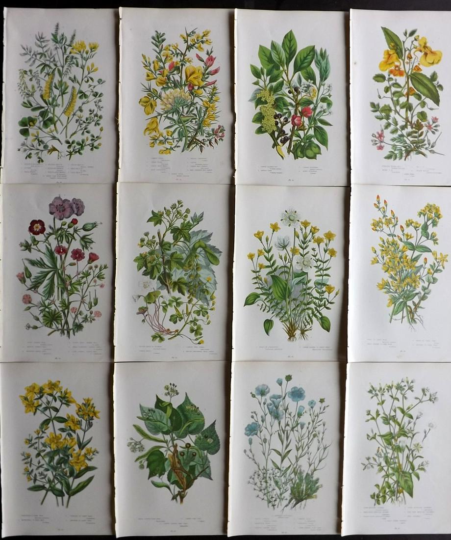 Pratt, Anne 1899 Lot of 12 Botanical Prints: Chromolithographs Published 1899 by Frederick Warne & Co, London for "The Flowering Plants, Grasses, Sedges & Ferns of Great Britain" by Anne Pratt. Paper Size: 9 x 5.5 inch (23 x 14cm) Good Condition