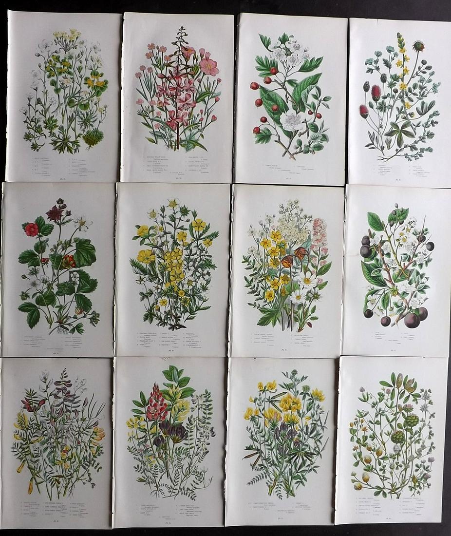 Pratt, Anne 1899 Lot of 12 Botanical Prints: Chromolithographs Published 1899 by Frederick Warne & Co, London for "The Flowering Plants, Grasses, Sedges & Ferns of Great Britain" by Anne Pratt. Paper Size: 9 x 5.5 inch (23 x 14cm) Good Condition