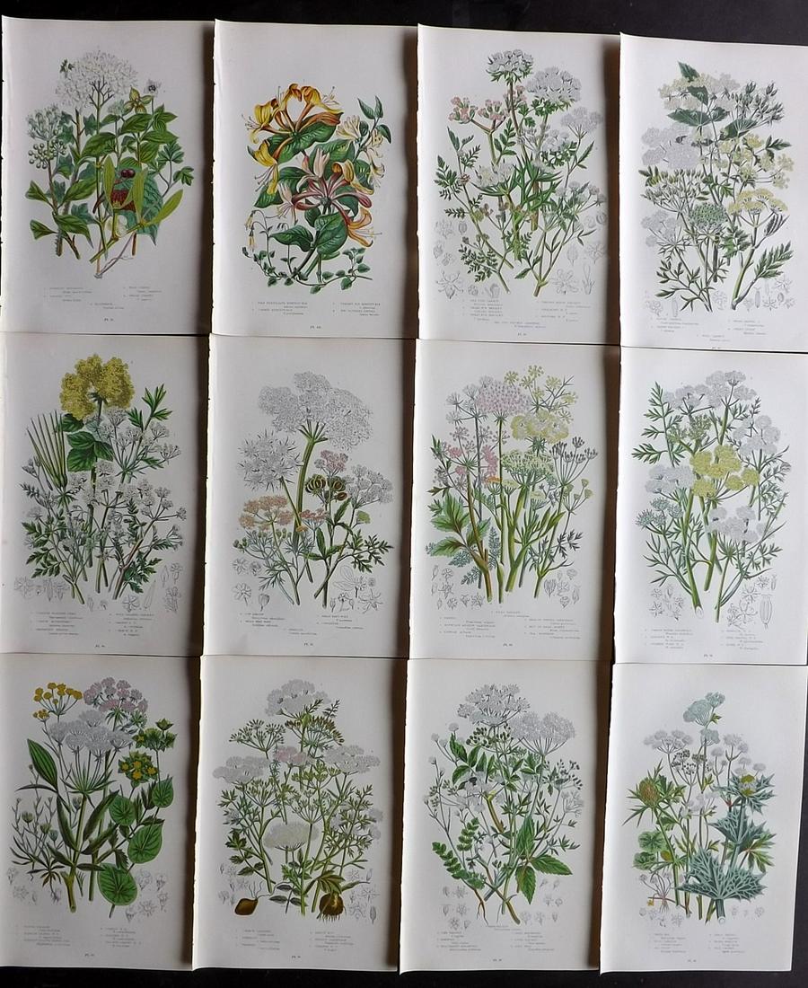 Pratt, Anne 1899 Lot of 12 Botanical Prints: Chromolithographs Published 1899 by Frederick Warne & Co, London for "The Flowering Plants, Grasses, Sedges & Ferns of Great Britain" by Anne Pratt. Paper Size: 9 x 5.5 inch (23 x 14cm) Good Condition