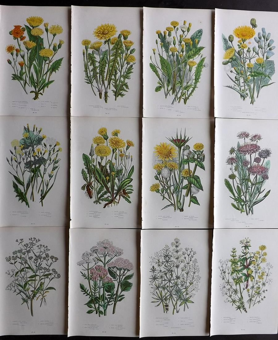 Pratt, Anne 1899 Lot of 12 Botanical Prints: Chromolithographs Published 1899 by Frederick Warne & Co, London for "The Flowering Plants, Grasses, Sedges & Ferns of Great Britain" by Anne Pratt. Paper Size: 9 x 5.5 inch (23 x 14cm) Good Condition