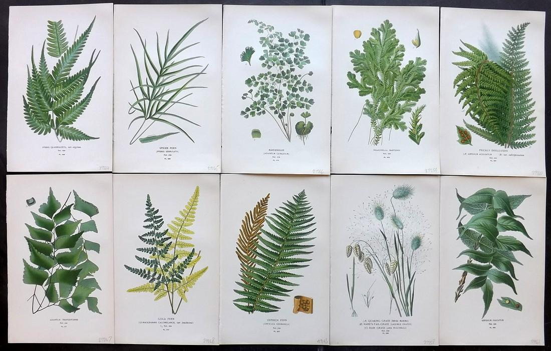 Step, Edward 1897 Lot of 10 Botanical Prints: Chromolithograph Published 1896-97 by Frederick Warne & Co., London for "Favourite Flowers of Garden and Greenhouse" by Edward Step and William Waton. Paper Size: 9.5 x 6 inch (24 x 15cm) Good Conditi