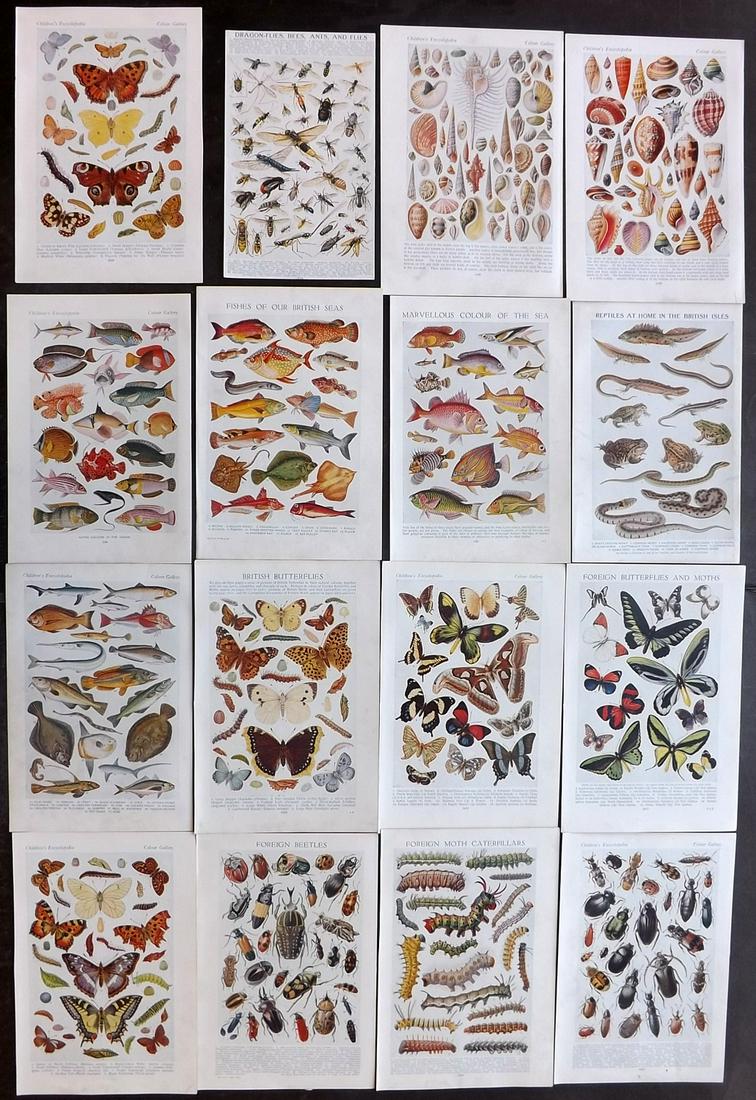 Children's Encyclopedia 1930's Lot of 16 Prints (1 of 2)