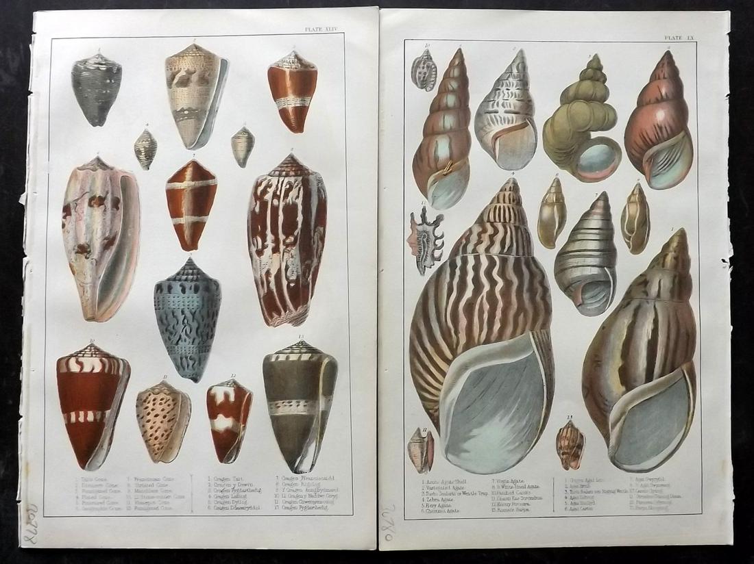 Goldsmith, Oliver C1850 Pair of Hand Col Shell Prints (1 of 2)