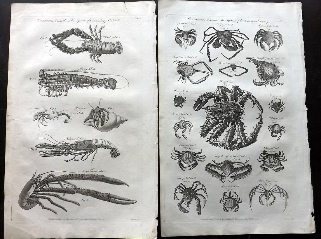 Hall, William 1791 Pair of Folio Prints. Crabs & Prawns (1 of 2)