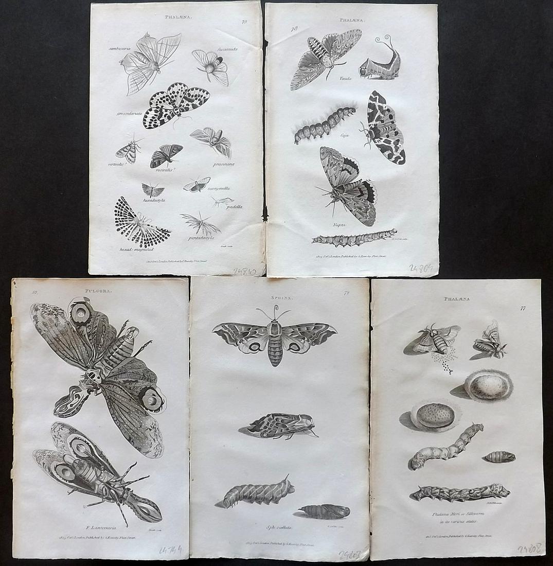 Shaw, George 1805 Lot of 5 Prints. Moths (1 of 2)