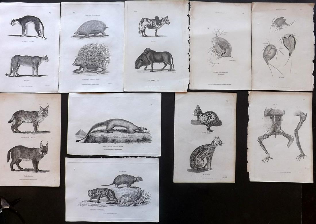 Shaw, George C1800 Lot of 10 Natural History Prints: Copper Plates Published 1800-26 by G.Kearsley, London for "General Zoology or Systematic Natural History" by George Shaw. Paper Size: 8.5 x 5.5 inch (24 x 16.5cm) Minor toning in parts. Good Condition