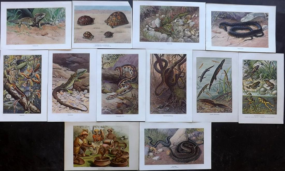 Kuhnert, Wilhelm 1911 Lot of 12 Reptile Prints (1 of 2)