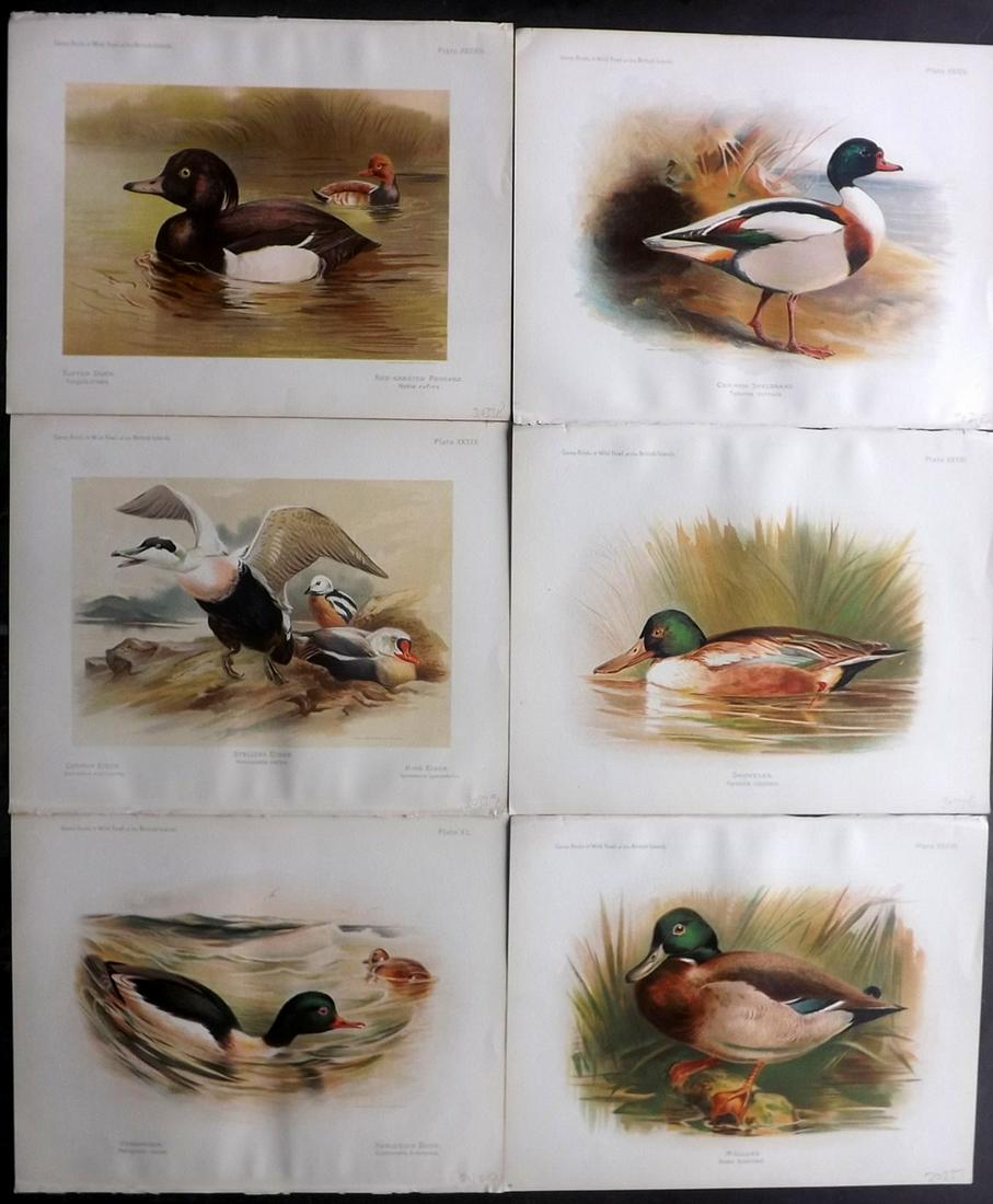 Dixon & Whymper 1900 Lot of 6 Bird Prints. Ducks: Chromolithographs Published 1900, Sheffield for "The Game Birds and Wild Fowl of The British Islands" by Charles Dixon. Illustrated by Charles Whymper. Paper Size: 10.5 x 8 inch (27 x 21cm) Good Condi