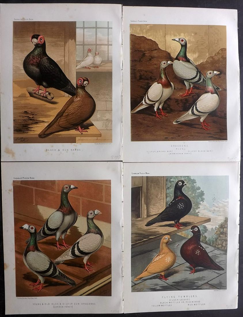 Fulton, Robert 1878 Lot of 4 Bird Prints. Pigeons: Chromolithographs Published 1876-78 by Cassell & Company, London for "The Illustrated Book of Pigeons" by Robert Fulton. Illustrated by J. W. Ludlow. Paper Size: 10.5 x 8 inch (27 x 21cm) Very minor m