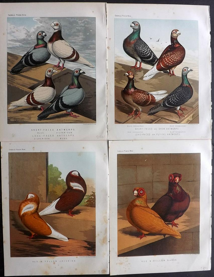 Fulton, Robert 1878 Lot of 4 Bird Prints. Pigeons: Chromolithographs Published 1876-78 by Cassell & Company, London for "The Illustrated Book of Pigeons" by Robert Fulton. Illustrated by J. W. Ludlow. Paper Size: 10.5 x 8 inch (27 x 21cm) Very minor m