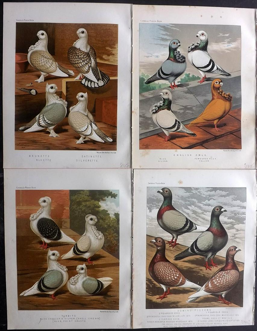 Fulton, Robert 1878 Lot of 4 Bird Prints. Pigeons: Chromolithographs Published 1876-78 by Cassell & Company, London for "The Illustrated Book of Pigeons" by Robert Fulton. Illustrated by J. W. Ludlow. Paper Size: 10.5 x 8 inch (27 x 21cm) Very minor m