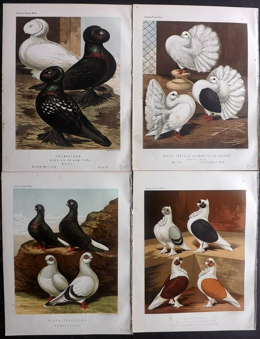Fulton, Robert 1878 Lot of 4 Bird Prints. Pigeons: Chromolithographs Published 1876-78 by Cassell & Company, London for "The Illustrated Book of Pigeons" by Robert Fulton. Illustrated by J. W. Ludlow. Paper Size: 10.5 x 8 inch (27 x 21cm) Very minor m