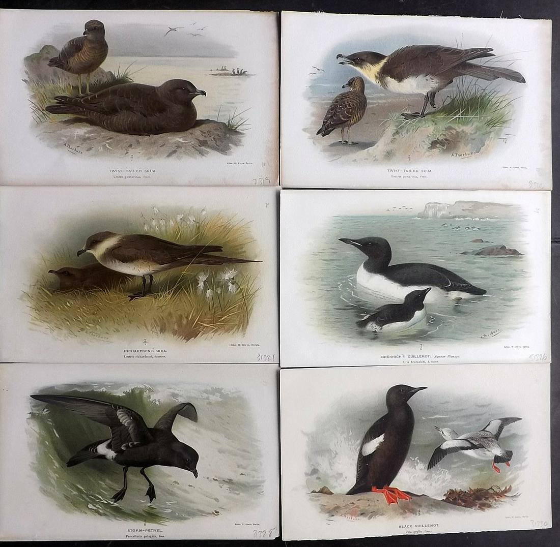Lilford, Lord 1897 Lot of 6 Antique Bird Prints (1 of 2)