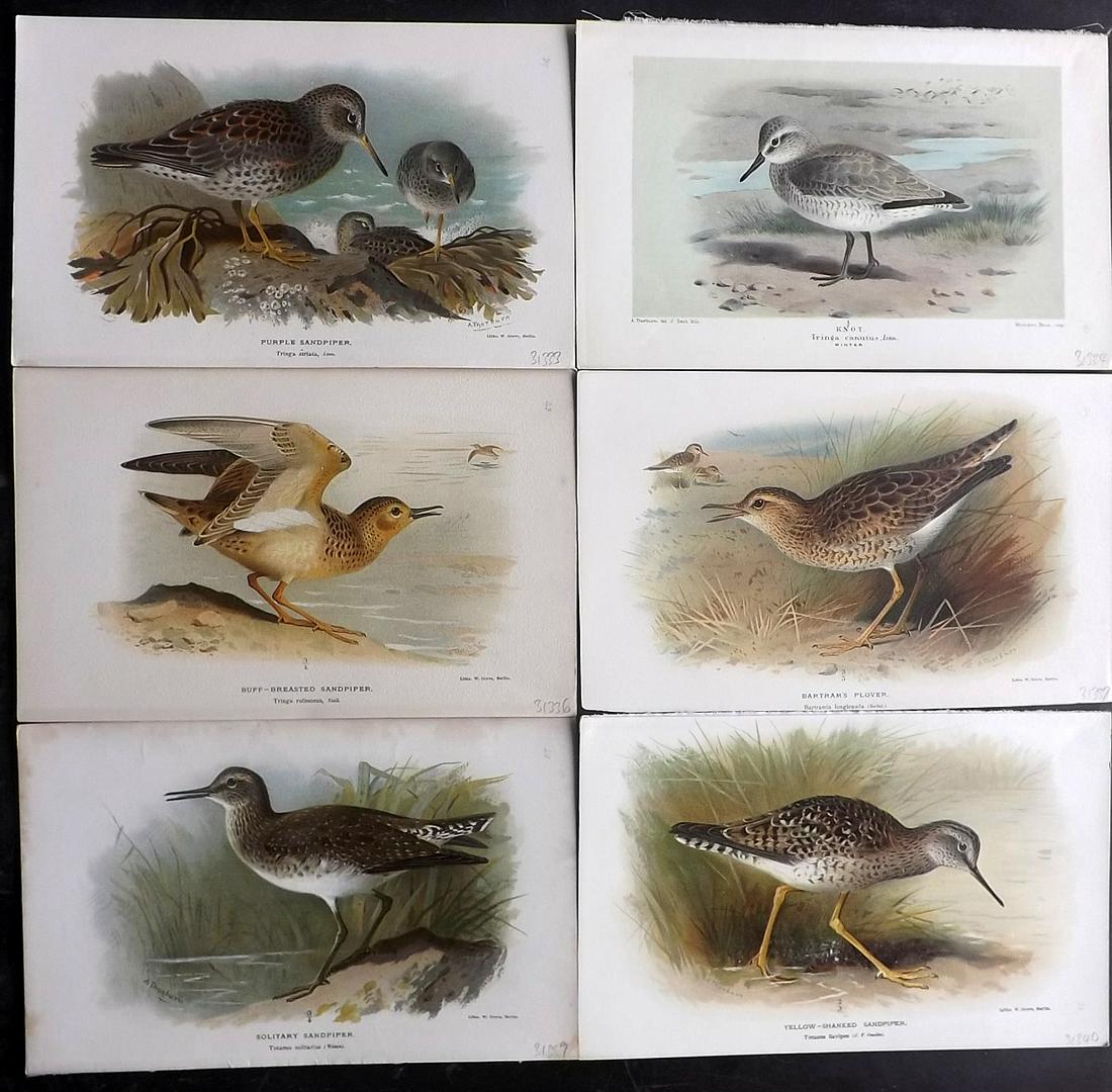 Lilford, Lord 1897 Lot of 6 Antique Bird Prints (1 of 2)