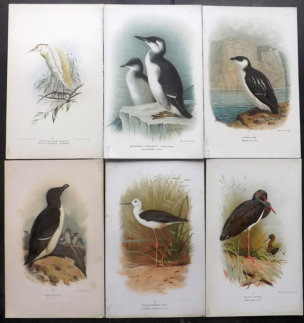 Lilford, Lord 1897 Lot of 6 Antique Bird Prints (1 of 2)