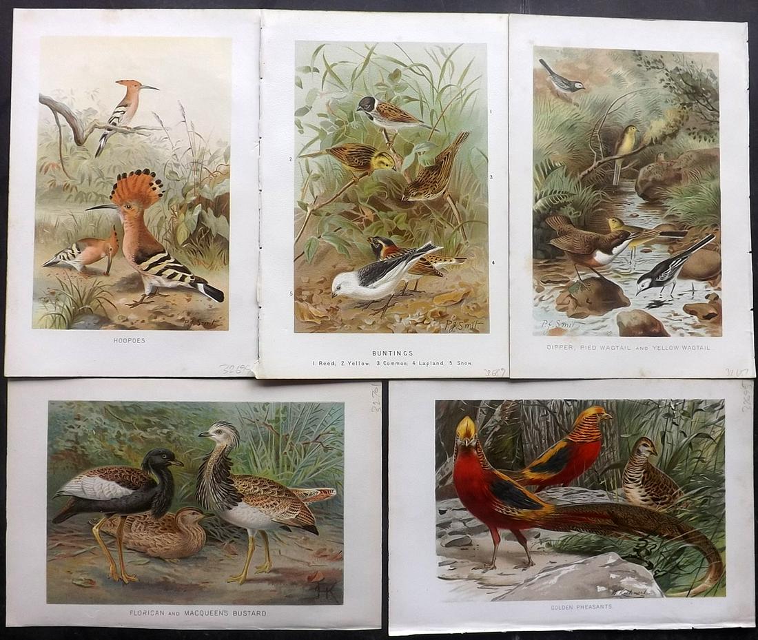Lydekker, Richard 1895 Lot of 5 Bird Prints (1 of 2)