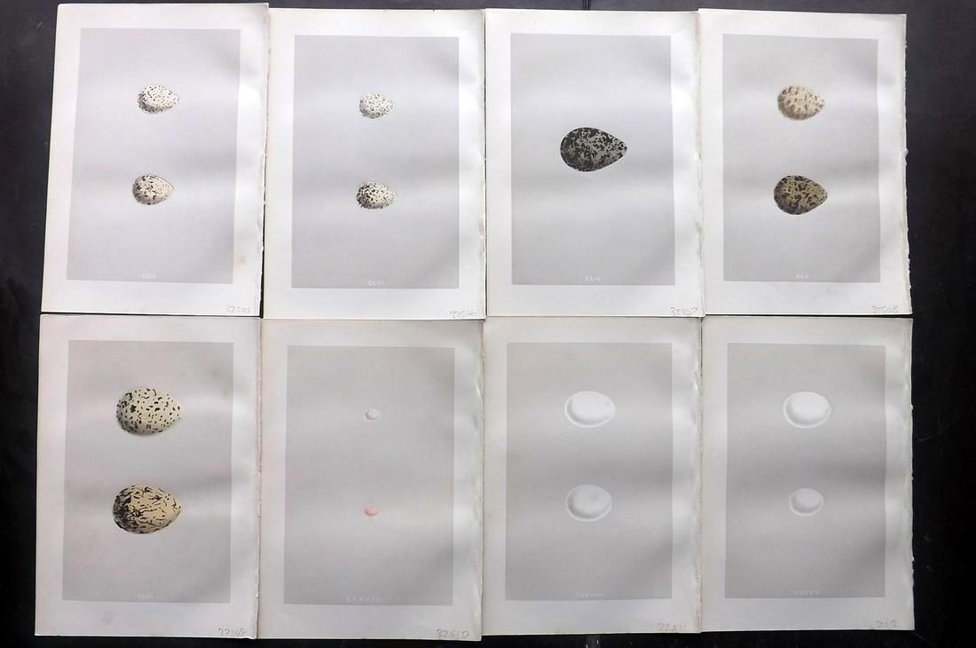 Morris, Francis 1875 Lot of 8 Bird Egg Prints: Woodblocks Published 1875, London for "A Natural History of the Nests and Eggs of British Birds" By the Rev. Francis Orpen Morris, printed Benjamin Fawcett. Most Plates printed in colours and finished