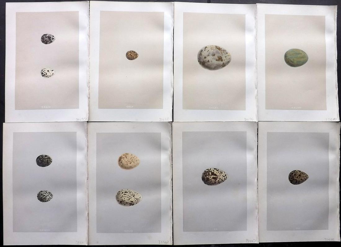 Morris, Francis 1875 Lot of 8 Bird Egg Prints: Woodblocks Published 1875, London for "A Natural History of the Nests and Eggs of British Birds" By the Rev. Francis Orpen Morris, printed Benjamin Fawcett. Most Plates printed in colours and finished