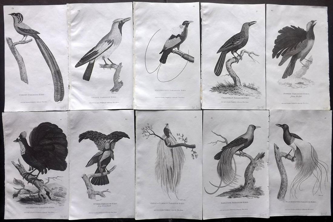Shaw, George 1808 Lot of 10 Birds of Paradise Prints: Copper Plates Published 1800-26 by G.Kearsley, London for "General Zoology or Systematic Natural History" by George Shaw. Paper Size: 8.5 x 5.5 inch (24 x 16.5cm) Good Condition