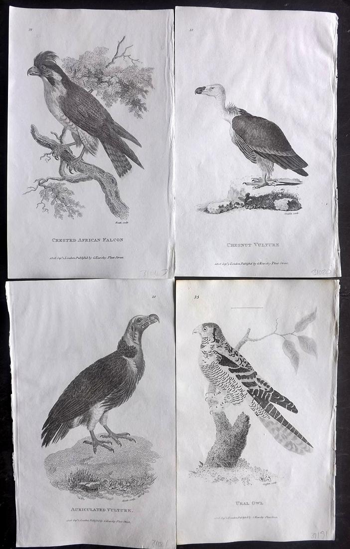Shaw, George 1808 Lot of 4 Birds of Prey Prints: Copper Plates Published 1800-26 by G.Kearsley, London for "General Zoology or Systematic Natural History" by George Shaw. Paper Size: 8.5 x 5.5 inch (24 x 16.5cm) Good Condition