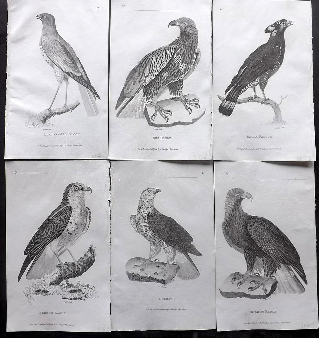 Shaw, George 1808 Lot of 6 Birds of Prey Prints: Copper Plates Published 1800-26 by G.Kearsley, London for "General Zoology or Systematic Natural History" by George Shaw. Paper Size: 8.5 x 5.5 inch (24 x 16.5cm) Good Condition
