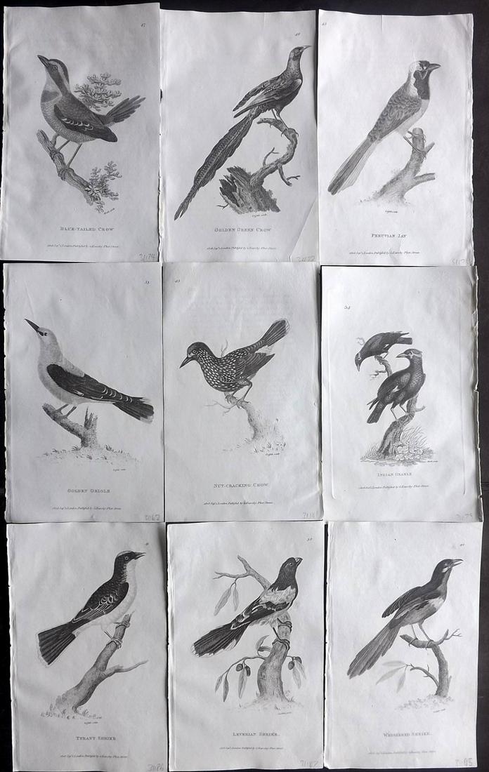 Shaw, George 1808 Lot of 9 Bird Prints: Copper Plates Published 1800-26 by G.Kearsley, London for "General Zoology or Systematic Natural History" by George Shaw. Paper Size: 8.5 x 5.5 inch (24 x 16.5cm) Good Condition