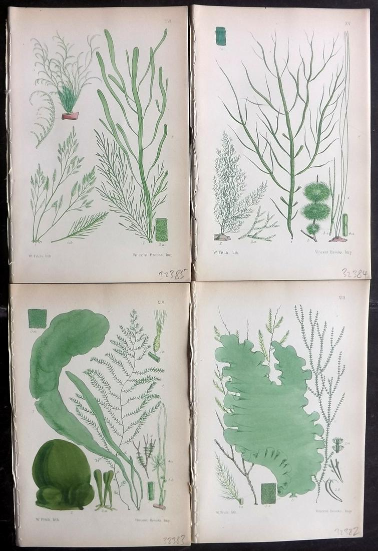 Gray, Samuel 1867 Lot of 4 Seaweed Prints (1 of 2)