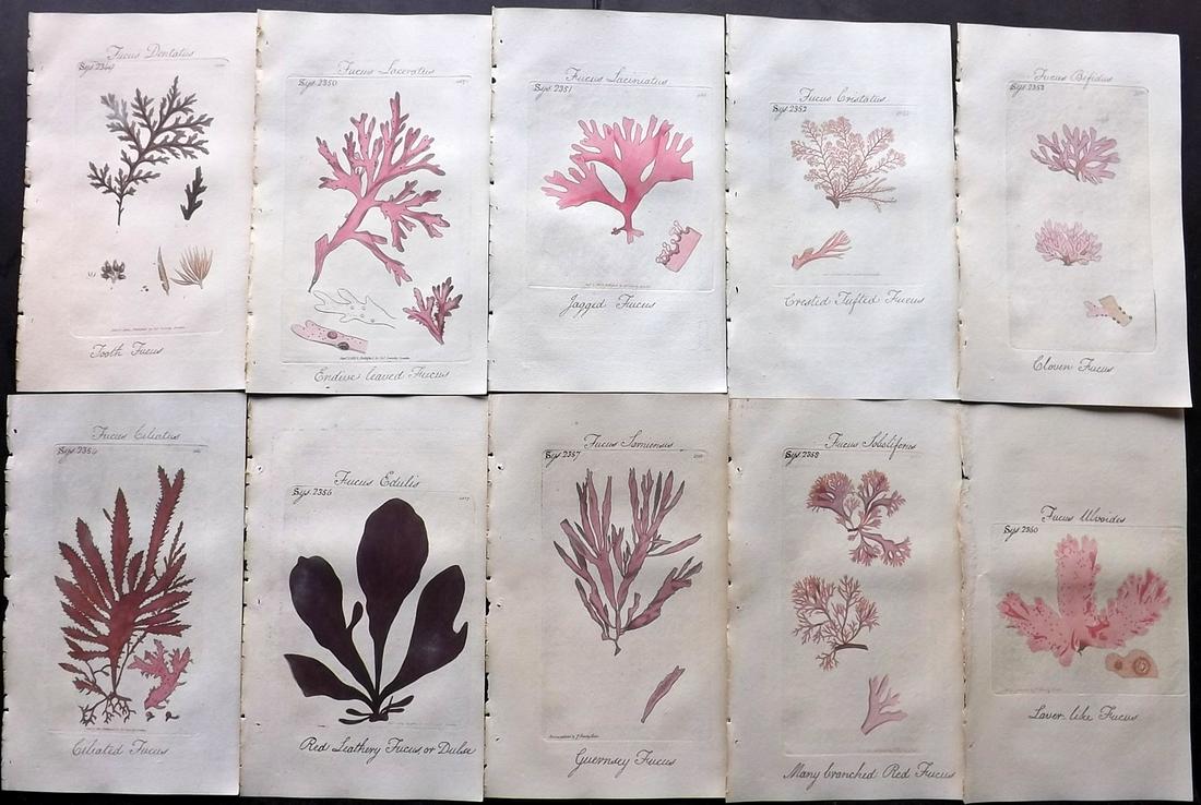 Sowerby, James C1800 Lot of 10 HC Prints. Fucus Seaweed (1 of 2)