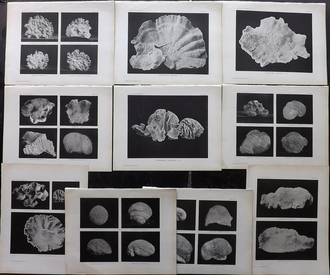 Bernard, Henry M. 1896 Lot of 10 Coral Prints (1 of 2)