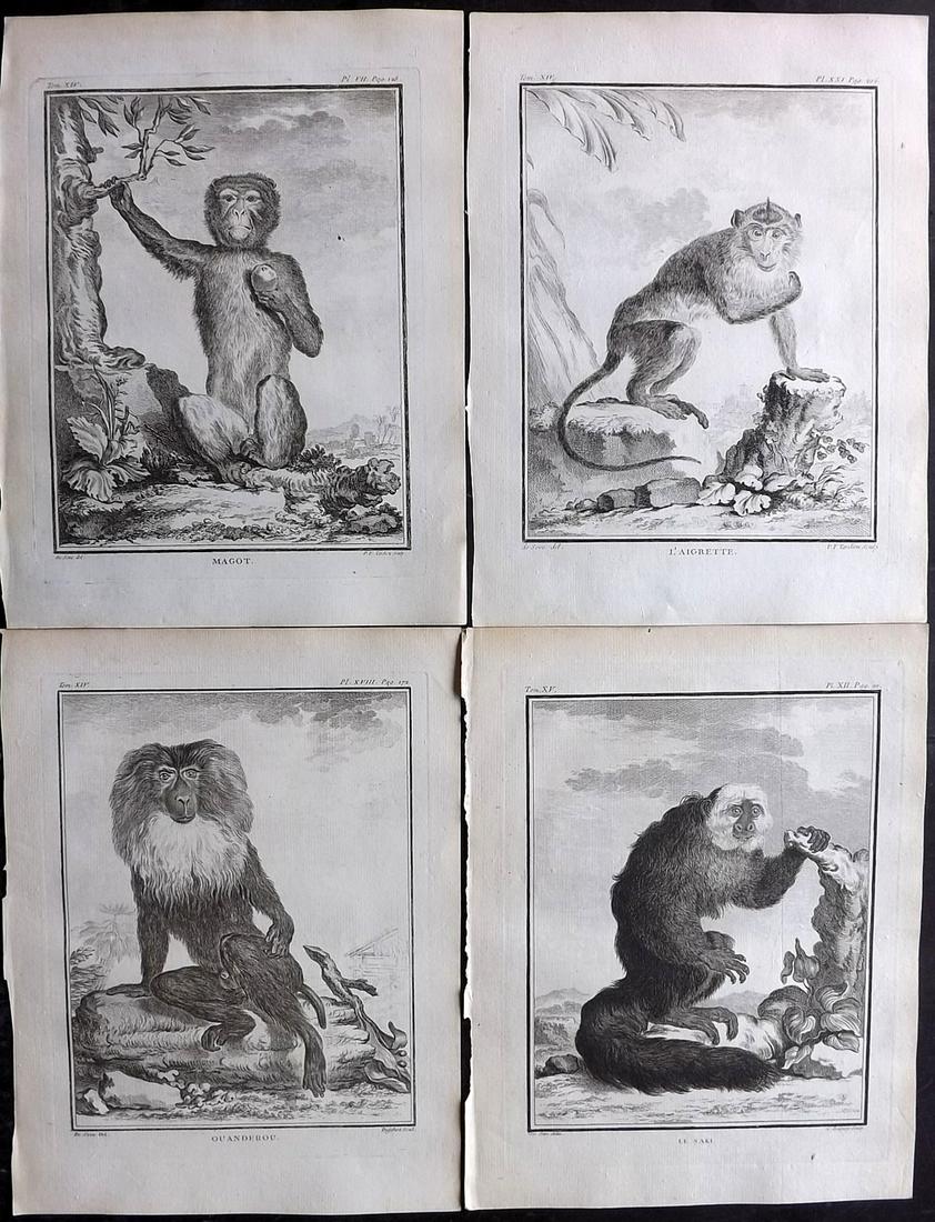 Buffon, Comte de C1770 Lot of 4 1st Ed Prints. Monkeys (1 of 2)