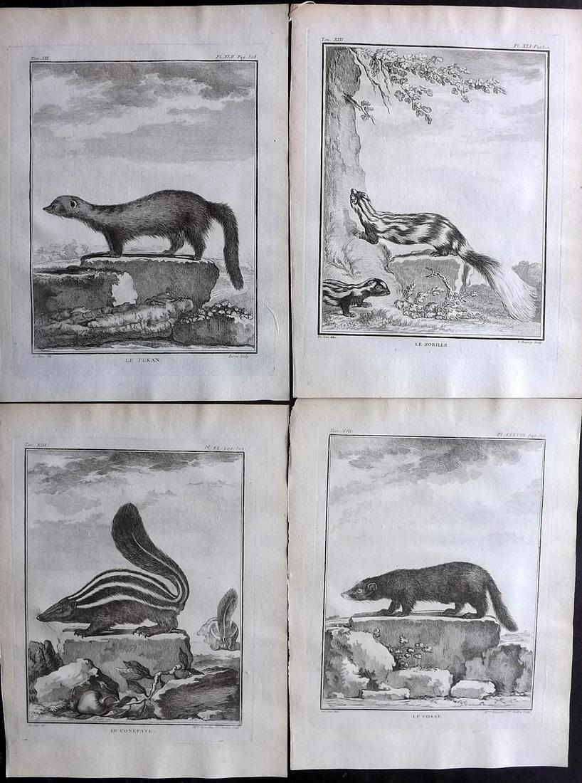 Buffon, Comte de C1770 Lot of 4 1st Ed Prints. Rodents: Copper Plates Published 1749-88 Imprimerie Royale, Paris for "Histoire naturelle, générale et particulière" First Edition by Georges-Louis Leclerc, Comte de Buffon. Paper Size: 10 x 8 inch (26 x 20